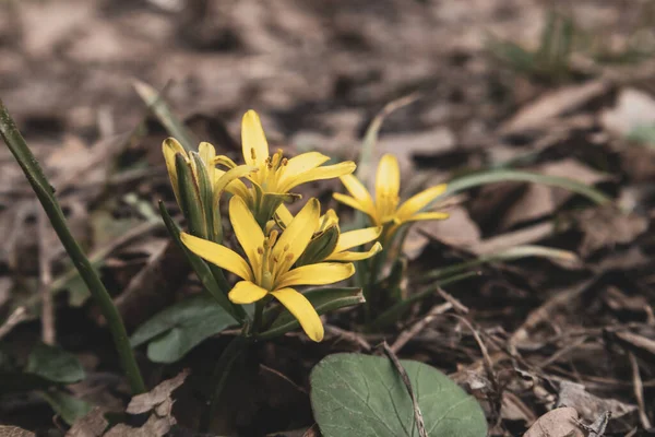 Желтая Маленькая Дикая Весна Цветет Весенними Цветами Природа Макро Лесу — стоковое фото