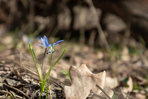 Голубые Подснежники Распускают Весенние Цветы Макро Природы Лесу Красивое Романтическое — стоковое фото