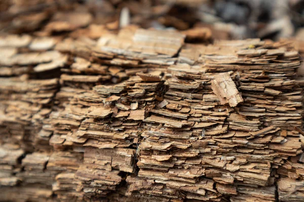 Boom Versnipperde Chips Macro Close Houten Textuur Bruin Gedetailleerd Natuurlijk — Stockfoto