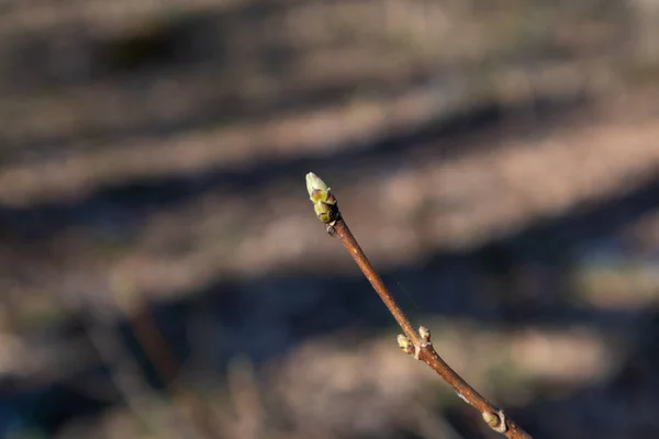 Jarní Malé Zelené Listy Poupě Klíčí Větev Lese Slunečná Příroda — Stock fotografie