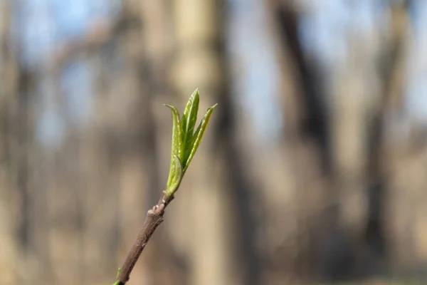 Frühling Kleine Grüne Blätter Knospe Sprießen Baumzweige Wald Sonnige Natur — Stockfoto