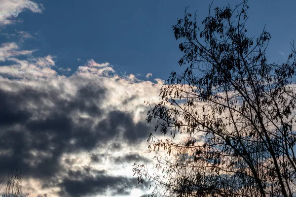 Zwarte Boom Silhouet Zonsondergang Bewolkt Dramatische Hemel Donker Contrast Natuurlijke — Stockfoto