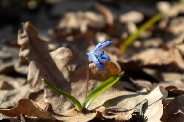 Niebieski Scilla Dzikie Śniegi Kwitną Wiosna Kwiaty Natura Makro Lesie — Zdjęcie stockowe