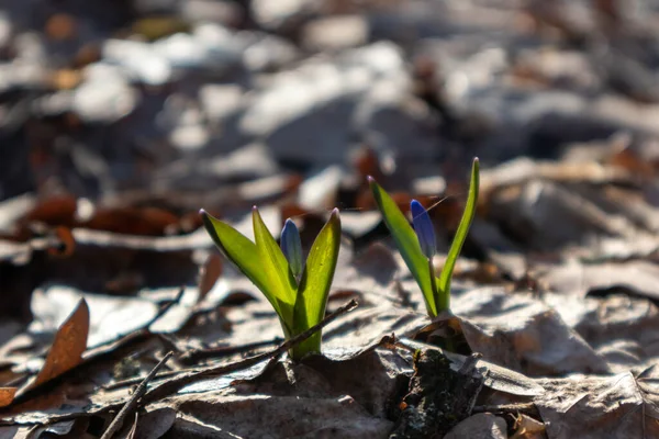 Gocce Neve Selvatiche Blu Scilla Fioritura Germoglio Fiori Primaverili Macro — Foto Stock