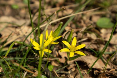 Sarı, küçük, vahşi bahar çiçekleri ormandaki doğa makrosu. Güzel, romantik bir bahar fotoğrafı. Vahşi doğayı yakından çek.