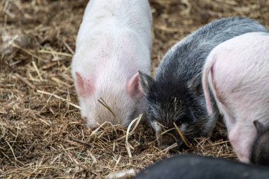 Küçük domuzcuk yiyor. Pembe ve siyah domuzcuklar çiftlikte samanlıkta