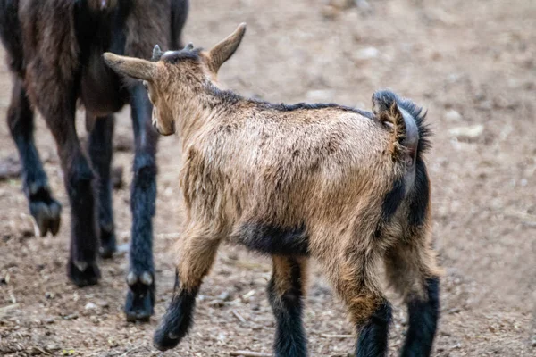 Egy Aranyos Játékos Kis Barna Kecske Aki Anyja Után Sétál — Stock Fotó