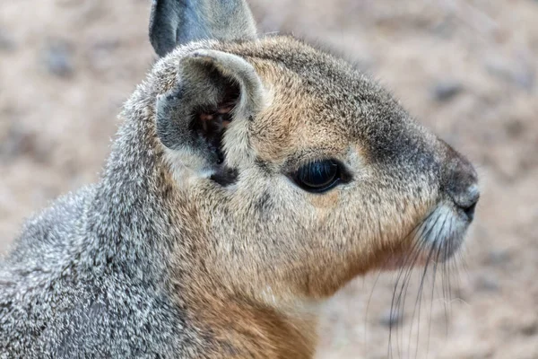 Patagonian Mara Mignon Gros Rongeur Lapin Animal Portrait Gros Plan — Photo