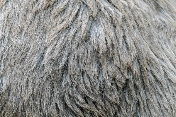 Grey stiff donkey's fur close-up texture. Domestic animal wool pattern macro