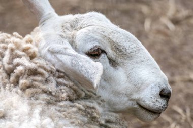 Beyaz tüylü koyun kafası yakın plan ve bulanık saman arka plan. Evcil çiftlik hayvanı