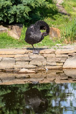 Güneşli yaz gününde su birikintisinin yanında tek bacaklı kara kuğu tüylerini temizliyor. Güzel yansıma.