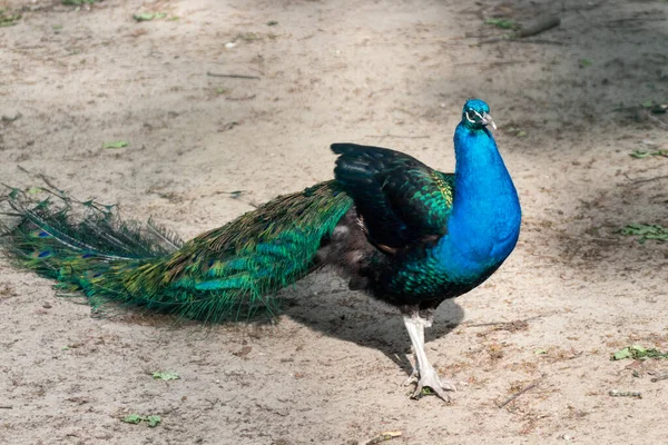 Pavão Azul Pavão Macho Com Longas Penas Crista Tipo Ventilador — Fotografia de Stock