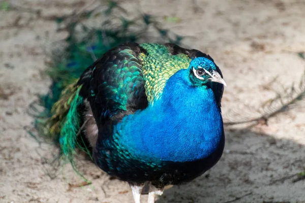 Blue peafowl male peacock with long fan-like crest feathers with colourful eyespots walks gracefully on blurred background