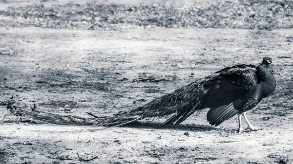 蓝色的雄孔雀 有长长的扇形羽冠 在模糊的背景下优雅地行走 灰度色彩 — 图库照片