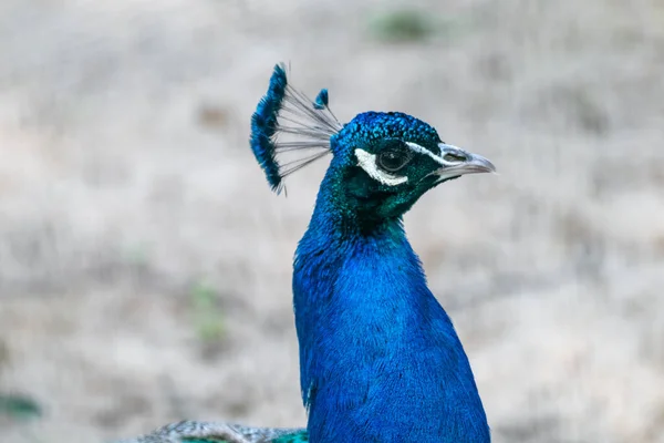 Pavão Azul Cabeça Pavão Masculino Com Longas Penas Crista Tipo — Fotografia de Stock