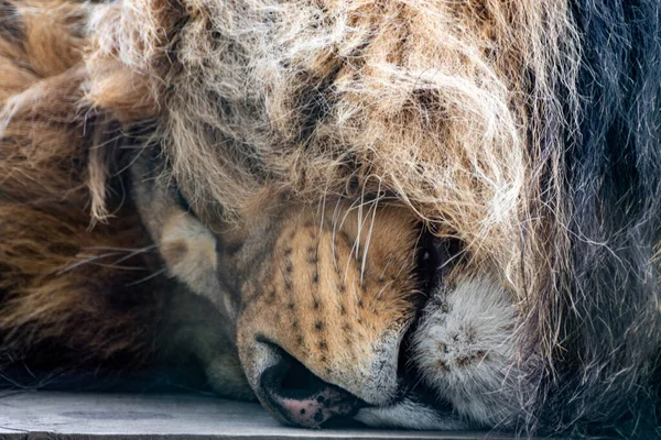 Cabeza León Primer Plano Durmiendo Salvaje Gato Grande Retrato —  Fotos de Stock