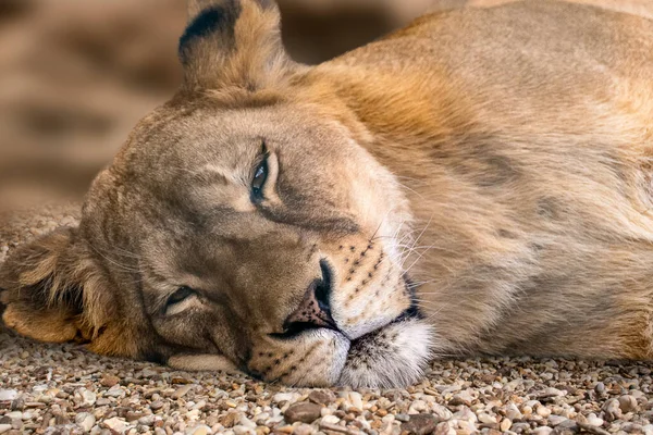 Lion female, sleepy lionesses head close-up, laying on small pebble stones with sunny blurred background. Wild animals, big cat