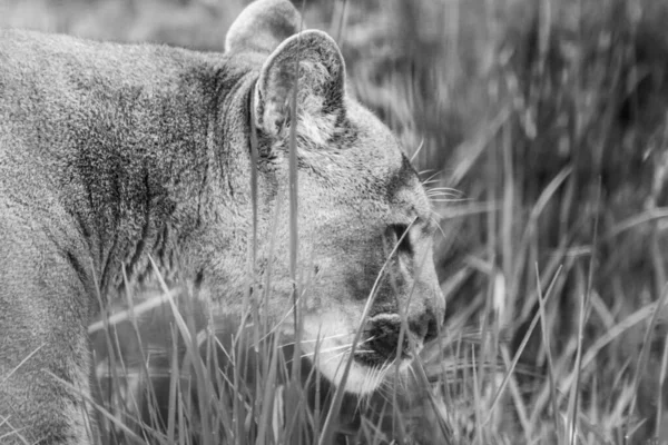 Пума Большая Сильная Дикая Кошка Ходящая Естественной Травяной Среде Черно — стоковое фото