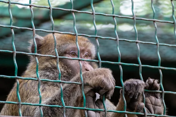 Makakenaffe Hinter Metallzaun Und Blick Nach Vorn Zoo Nahaufnahme Trauriges — Stockfoto