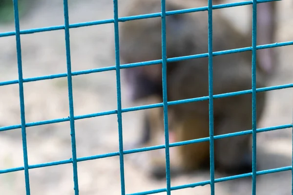 Homályos Majom Mögött Fém Kerítés Néz Szomorú Állatkertben Közelről Elmosódott — Stock Fotó