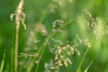 Makro yeşil yaz çimenleri. Bokeh 'in üzerinde kabarık tüylü bluzlar. Çok bulanık arka plan. Parlak çimenlik arka planda doğal taze ot