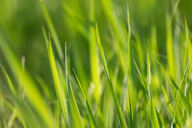 Makro yeşil yaz çimenleri Bokeh 'in çok bulanık arka planının detayları. Çevresel doğal ot parlayan çimenlik arka planda ağ için, yazdırma vs.