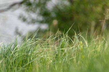Yeşil yaz yabani ot yetiştirme ot ayrıntıları güneşli, bulanık ağaçlar arka planda