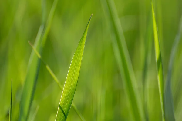 宏观绿色的夏草叶片细节上的Bokeh非常模糊的充满活力的背景 在闪闪发亮的草坪背景上 为网页 印刷品等提供环保天然的新鲜杂草 — 图库照片