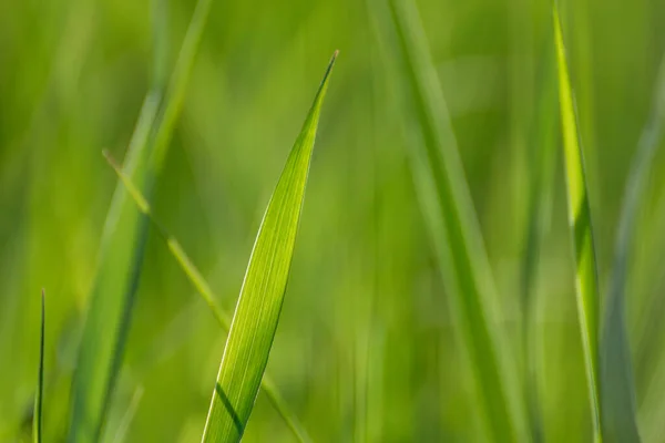 Macro Vert Herbe Été Lames Détails Sur Bokeh Fond Vibrant — Photo