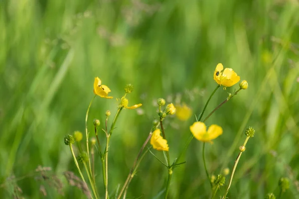 Yeşil Yaz Tarlasında Küçük Sarı Çiçekler Yakın Plan Bulanık Arka — Stok fotoğraf