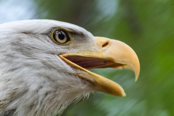 Portrait of a bald eagle head close-up on blurry background in movement. Powerful bird in wild life