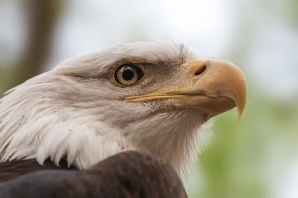 Portrait of a bald eagle head close-up on blurry natural background. Powerful bird in wild life