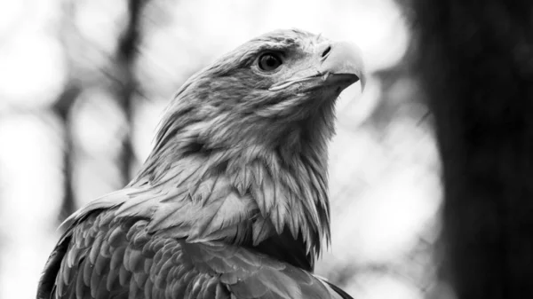 Águila Dorada Con Cabeza Pico Amarillo Primer Plano Sobre Fondo — Foto de Stock