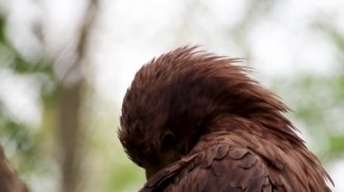 Sarı gaga temizleme tüyleri olan altın kartal bulanık doğal arka planda yakın plan. Vahşi hayatta kuşları izlemek