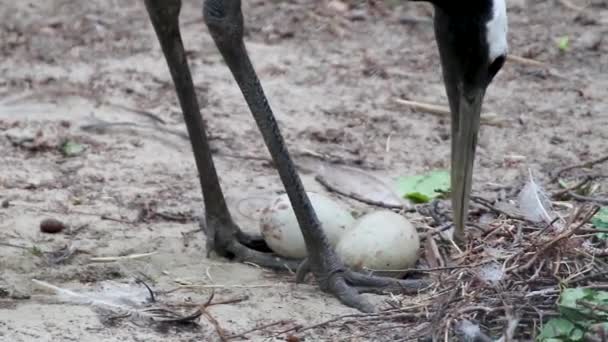 Červený Jeřáb Grus Nebo Japonský Jeřáb Stará Vejce Hnízdě — Stock video