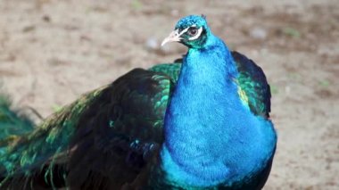 Mavi Peafowl erkek tavus kuşu ön görüntüsü uzun fan benzeri tüyleri ve renkli göz kapaklarıyla bulanık arka planda kameraya bakıyor.