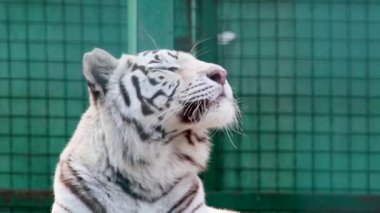 Siyah çizgili beyaz kaplan dinlenme portresi, profil yeşil hayvanat bahçesi kafesi arka planına sahip yakın görüş. Vahşi hayvanlar, büyük kedi.