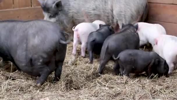 Petits cochons avec mère porc. porcelets roses et noirs se nourrissant de paille à la ferme 