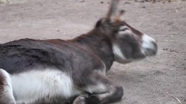 Close Playful Brown Donkey Laying Back Dry Dirt — Stock Video
