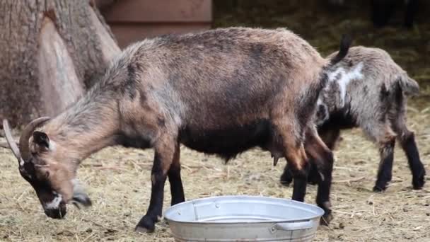 Cabra Marrom Perto Balde Metal Cama Palha Quintal Fazenda Animal — Vídeo de Stock