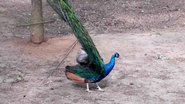 Peafowl Bleu Paon Mâle Avec Longues Plumes Éventail Comme Des — Video