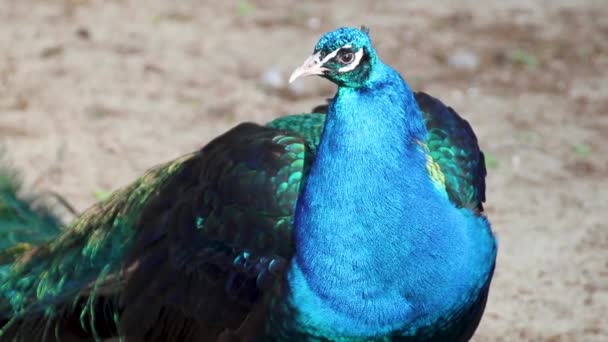 Blue Peafowl Male Peacock Front View Long Fan Crest Feathers — Stock Video