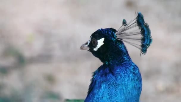 Blauer Pfauenkopf Mit Langen Fächerartigen Kammfedern Anmutiges Porträt Auf Verschwommenem — Stockvideo