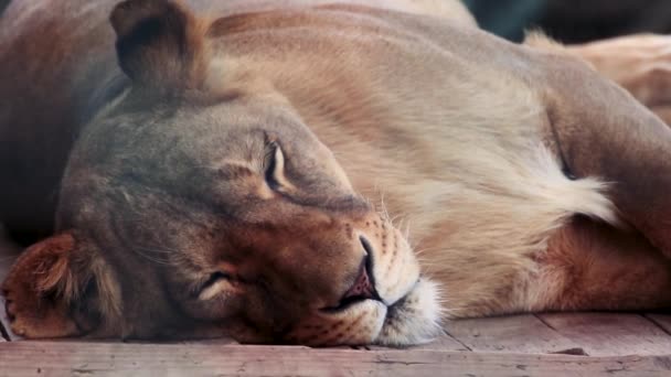 ライオンの雌ライオンは 背景がぼやけている動物園の木製の床で寝ています — ストック動画