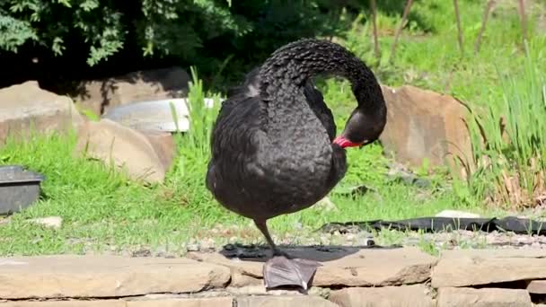 阳光明媚的夏日 一只黑天鹅一只脚站在池塘边清理羽毛 倒影不错 — 图库视频影像