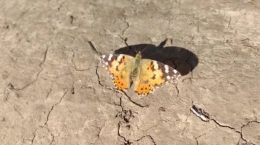 Turuncu kelebek tavus kuşu lepidopterası yerde. Parlak güneşli yaz hamamböceği yakın planda kuru toprakta oturuyor.