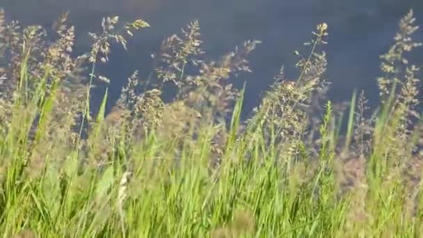 宏观绿色的夏草蓬松的顶部在水平线上模糊的背景 河流附近的生态天然新鲜杂草 — 图库视频影像