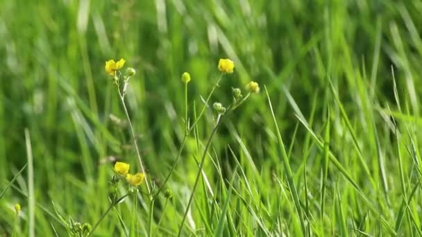 Makro Små Gule Blomster Grøn Sommermark Close Sløret Baggrund Pulserende – Stock-video