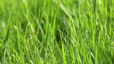 Yeşil yaz yabani ot yetiştirme ayrıntıları güneşli bir günde yakın planda bulanık arka planda