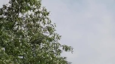 Bulutlu yeşil ağaç yaprakları ve dalları. Doğal olarak yaz aylarında yavaş çekim arka planında.